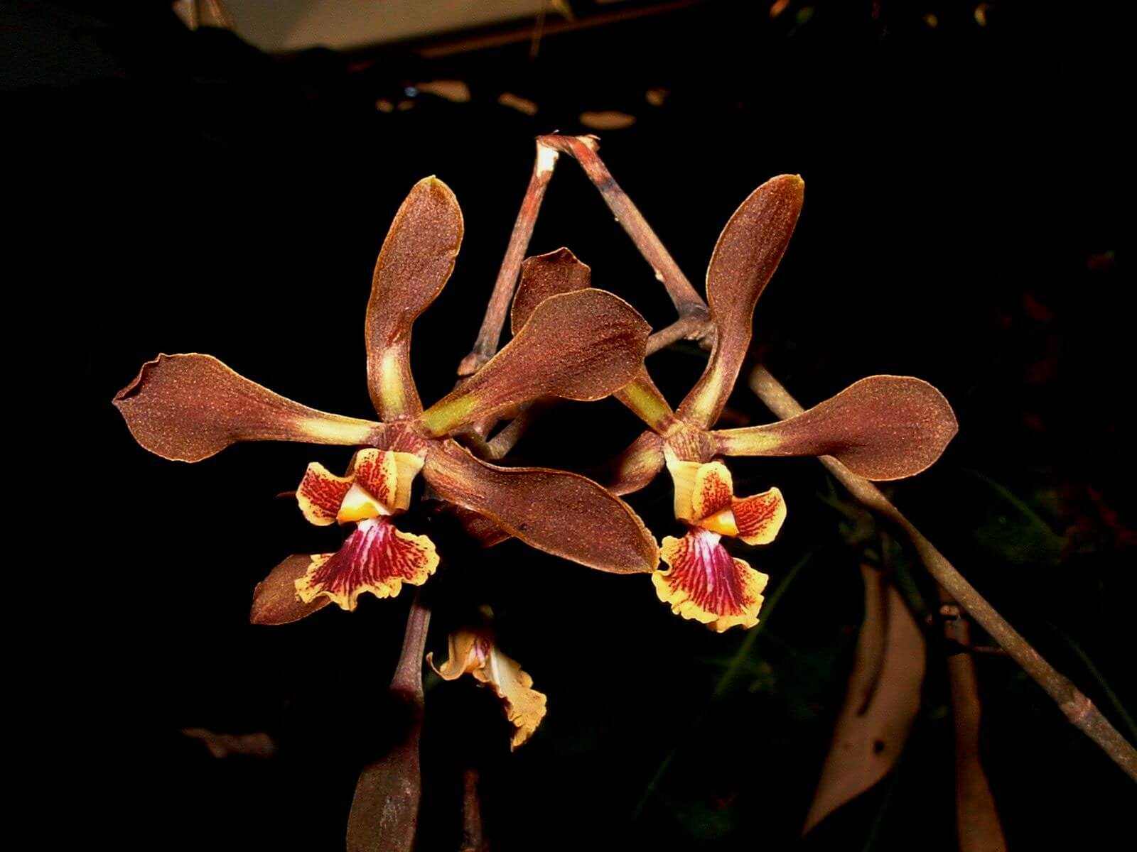 Encyclia diota